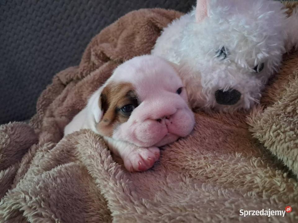 Buldog angielski świętokrzyskie