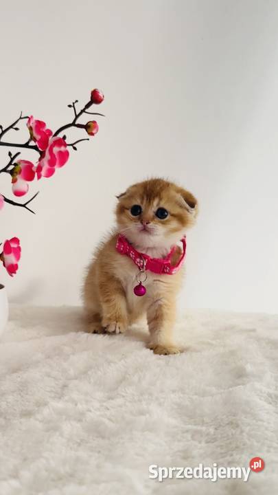 Kotka Szkocka złota zwisłoucha Scottish fold Wrocław