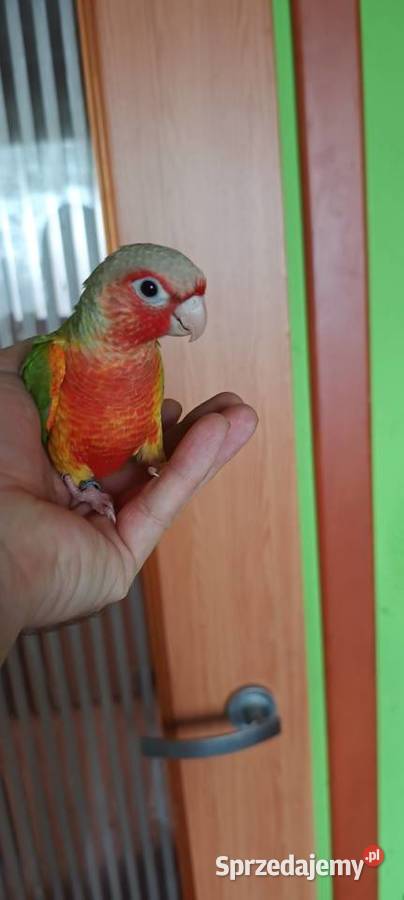 Rudosterki Ręcznie karmione sprzedam