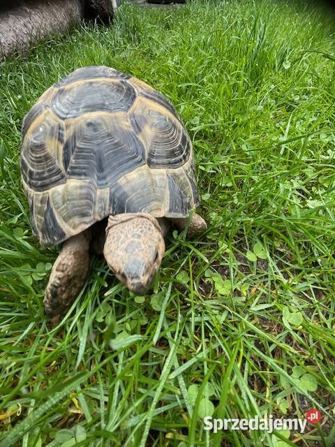 SPRZEDAM ŻÓŁWIA LĄDOWEGO mazowieckie Grodzisk Mazowiecki sprzedam