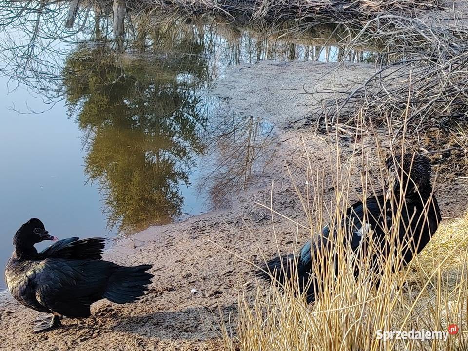 Sprzedam kaczora piżmowego w typKaczor piżmowy