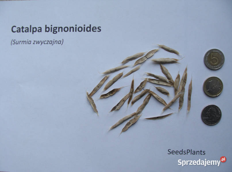 SURMIA ZWYCZAJNA Catalpa bignonioides NASIONA Nasiona