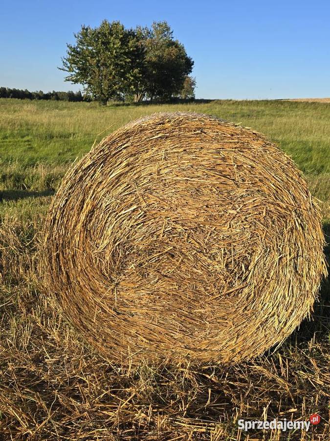 Sprzedam słomę z pszenżyta pszenicy i owsa pomorskie Pomieczyńska Huta