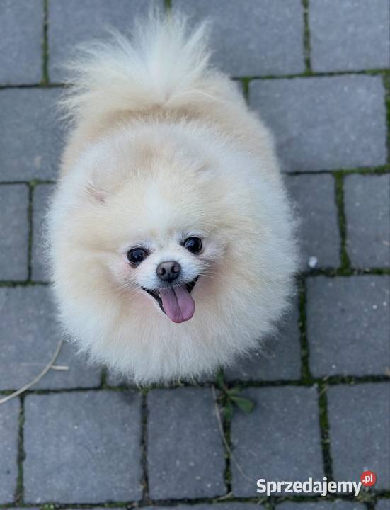 Szpic miniaturowy Pomeranian samiec ADOPCJA Kutno sprzedam
