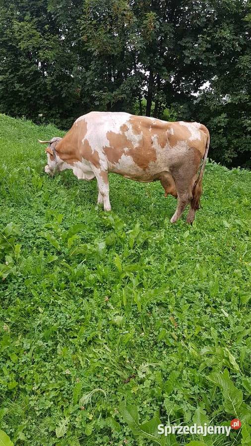 sprzedam krowę Nowy Targ