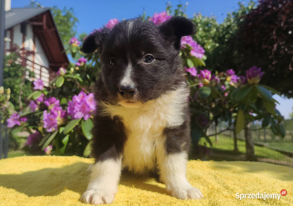 Pies Border Collie Rasowy szczeniak z Hodowli