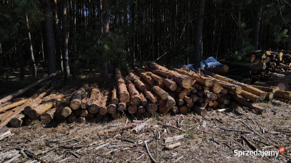 Drewno na sprzedaż Białobrzegi