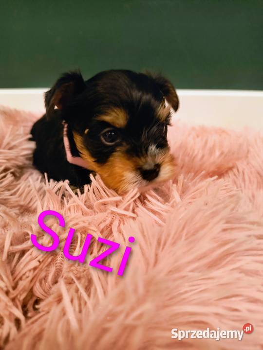 Yorkshire terrier Siedlec Duży
