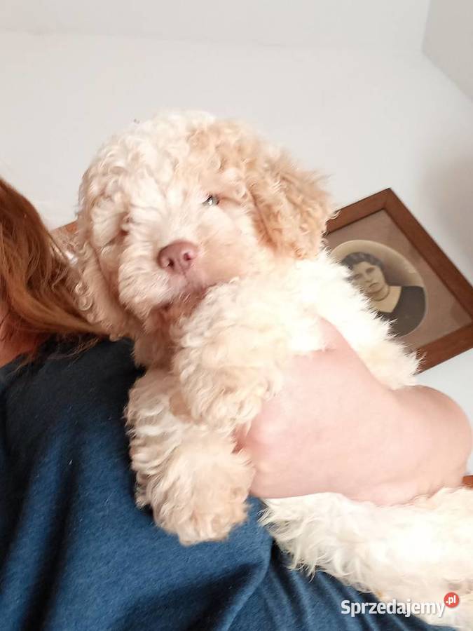 Lagotto Romagnolo