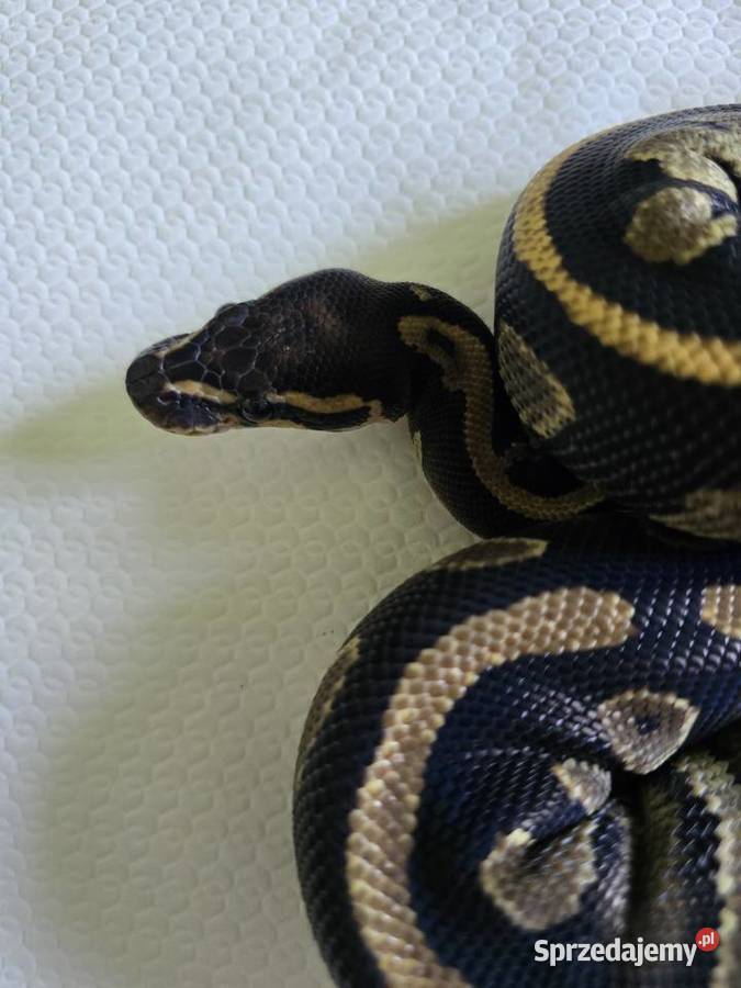 Wąż pyton królewski python regius samica Wrocław