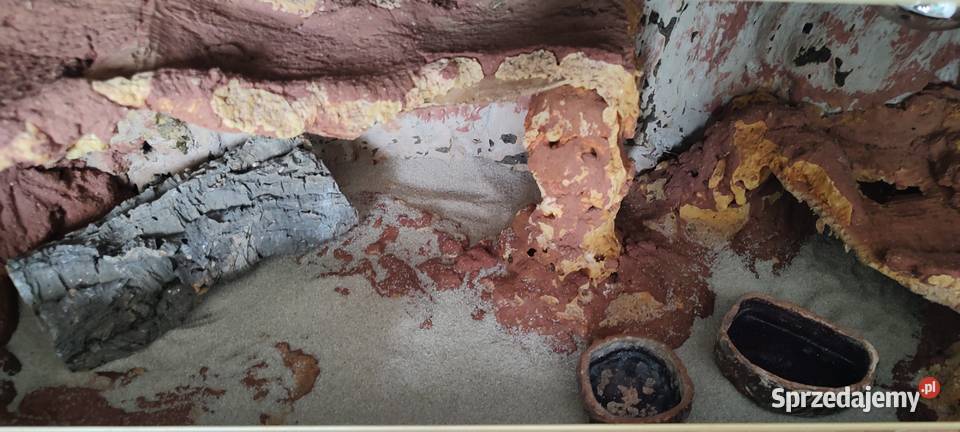 Gekon lamparci wyposażenie terrarium zestaw Płońsk