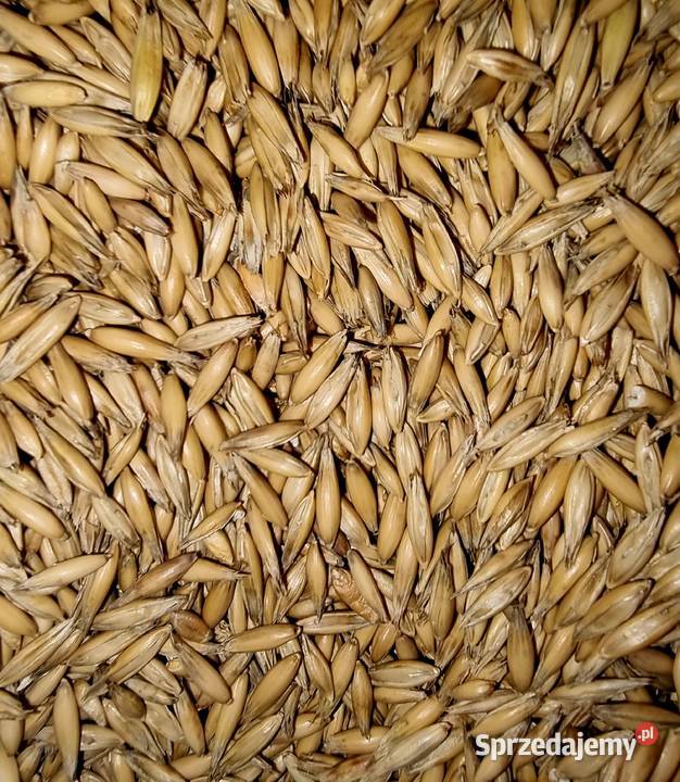 Sprzedam owies odmiana SCOTTY Radzyń Podlaski