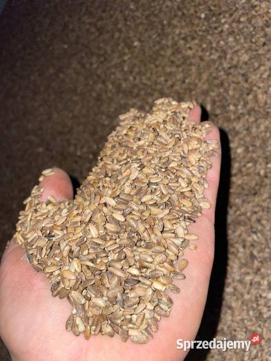 Ostropest plamisty ekologiczny Gościno