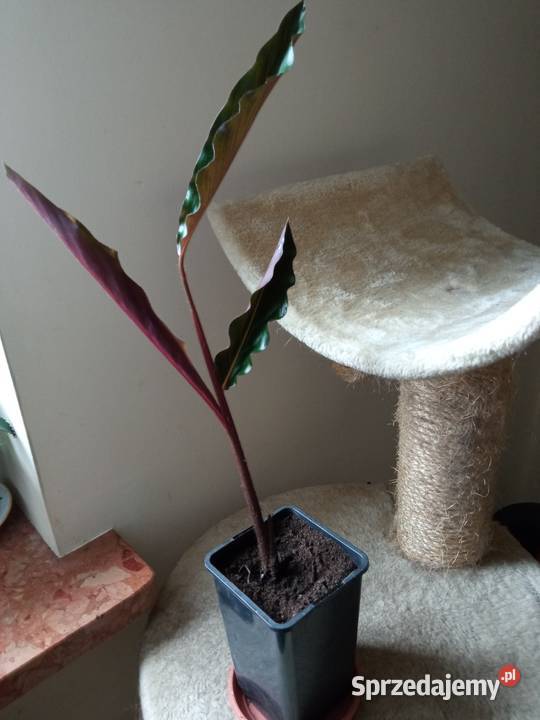 Skrzydłokwiat variegata diamondpiękny Zielone Białystok