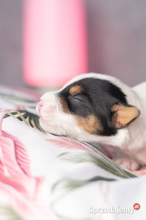 Szczenięta Parson Russell Terrier Warszawa sprzedam