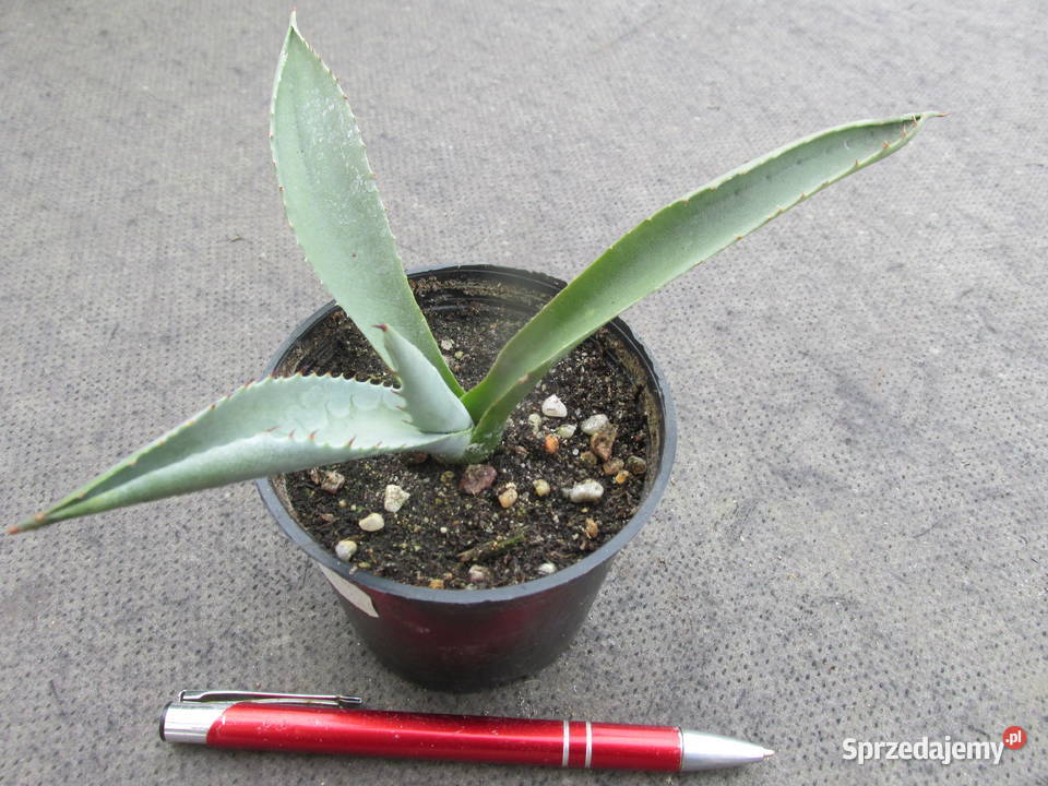 Mrozoodporna agawa do 12C agave asperrima scabra Kraków