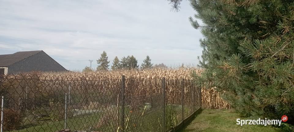 Działka budowlana 750 m Międzyrzecze Przeczna Grunty i działki