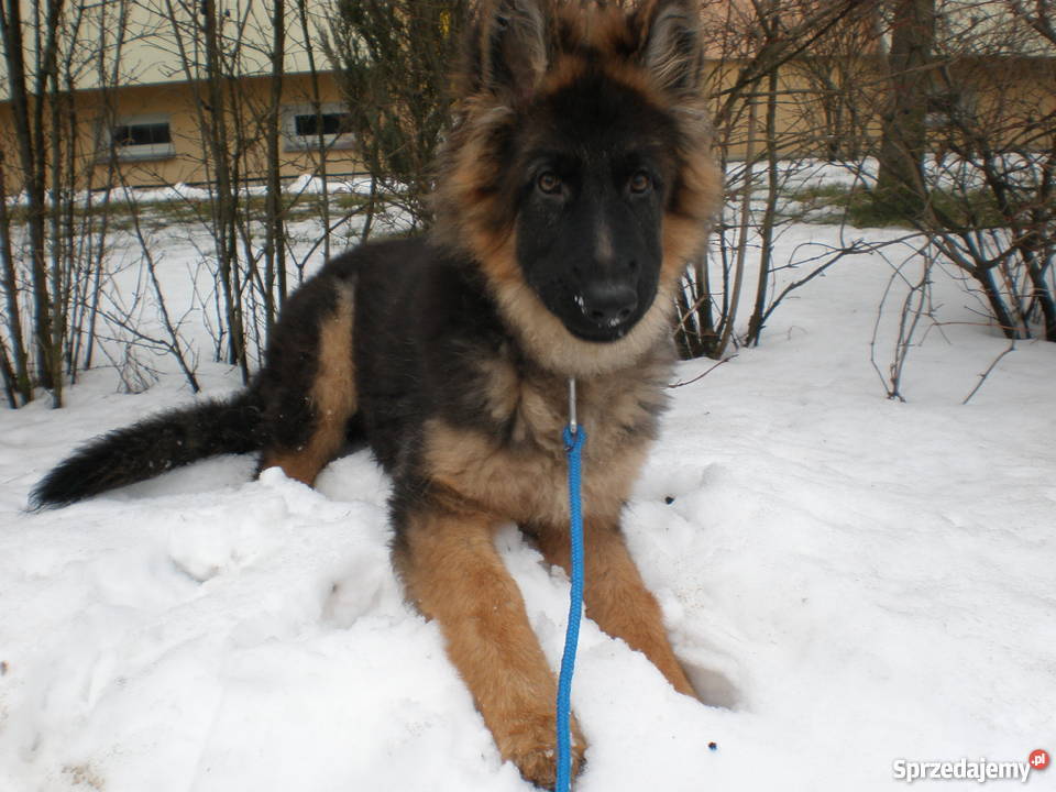 Piękny owczarek niemiecki 6 miesięcy Psy lubelskie sprzedam