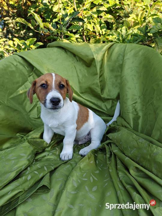 Wzorcowy Jack Russell terrier Doskonała budowa Jack Russell Terrier opolskie Krapkowice