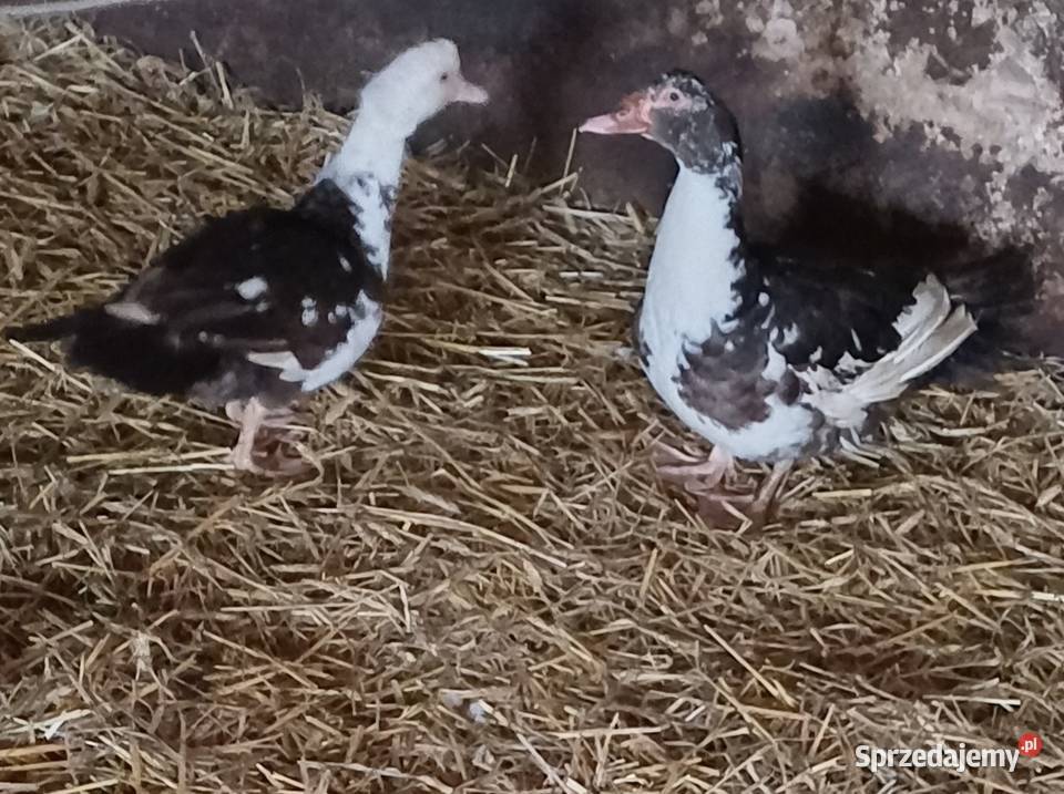 Sprzedam kaczke i kaczora Drób i ptactwo Zbiersk-Cukrownia