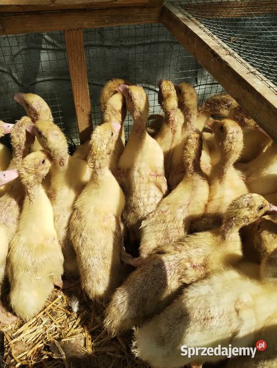 Kaczogęsi Mulard w rożnym wieku Sędziszów sprzedam