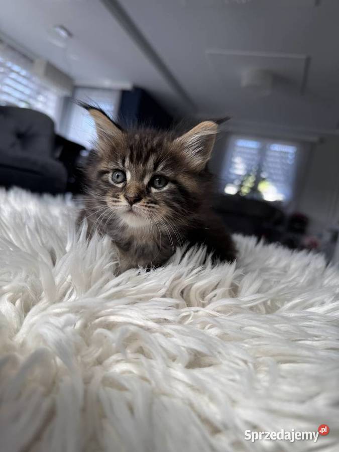 Aria kotka Maine Coon sprzedam