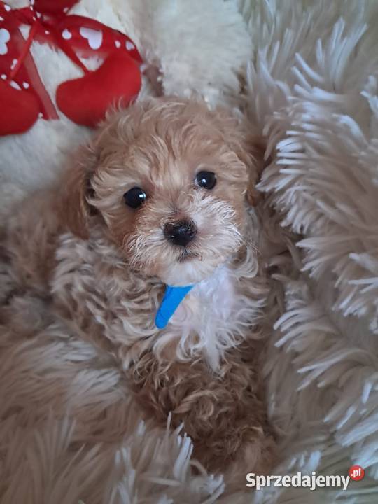 Maltipoo piesek mama maltańczyk tata pudel toy świętokrzyskie Busko-Zdrój sprzedam