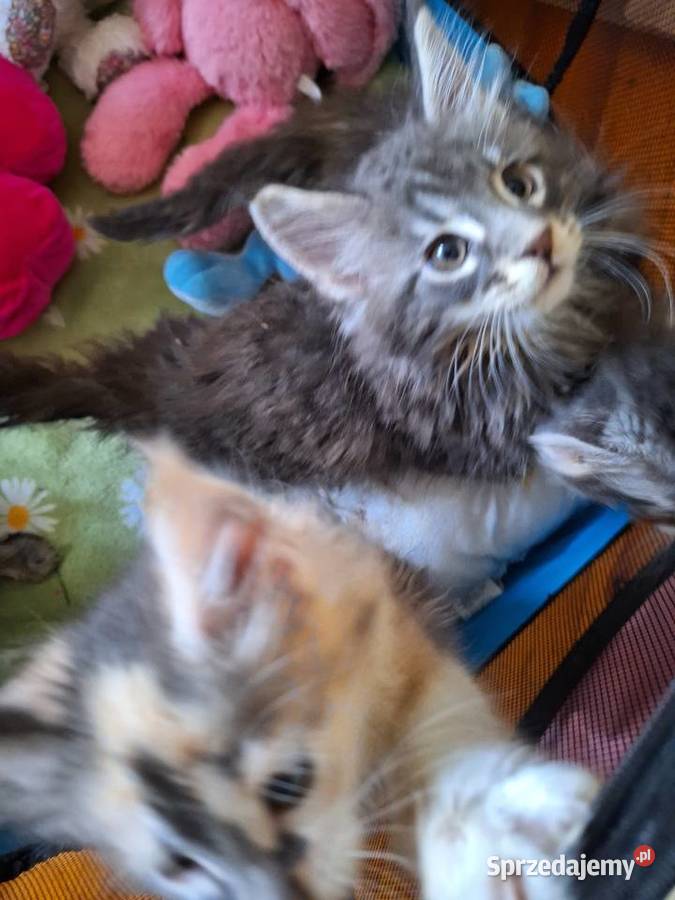 KOTY MAINE COON HODOWLANE Szczecin