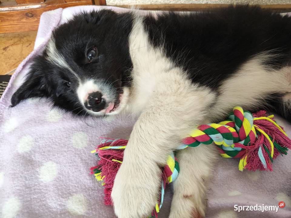 Szczeniak Border Collie ZKwP FCI opolskie