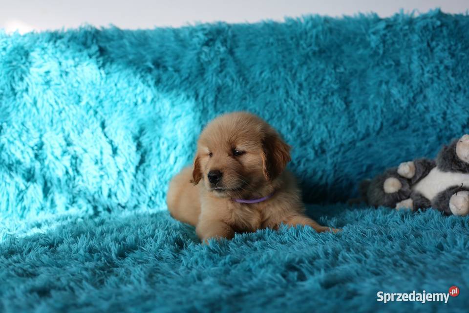 GOLDEN RETRIEVERzłote championach typ Wrocław sprzedam