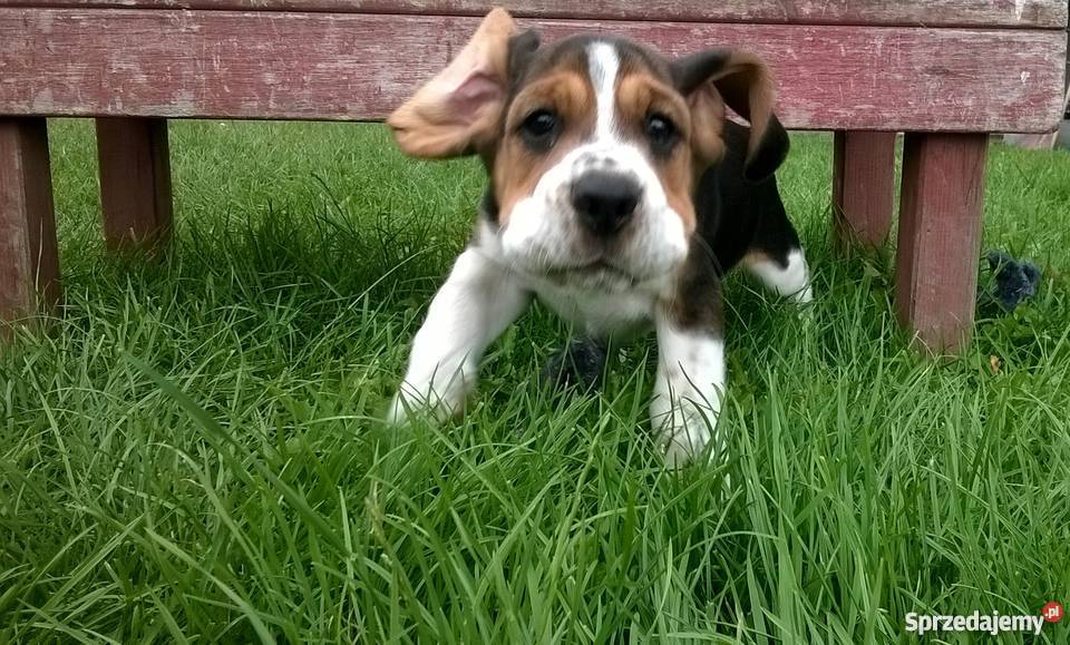 Piękne szczenięta Beagle tricolor rodowód Niemodlin