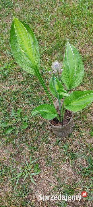 Hosty kwiaty do cienia Opole sprzedam