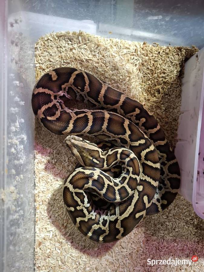 Pyton tygrysi ciemnoskory Pyton birmański Python Gady i płazy