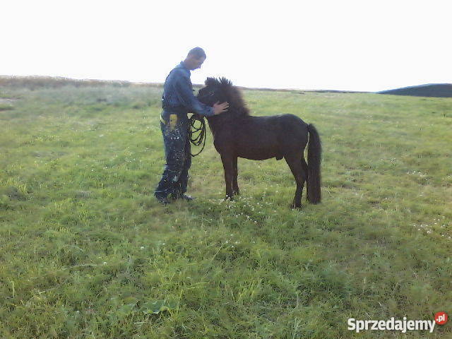 kuca walijskiego Myśliborki