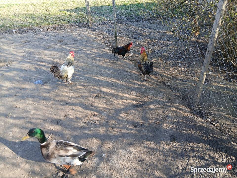 3 kogutki mały i 2 srednie Czarnocin