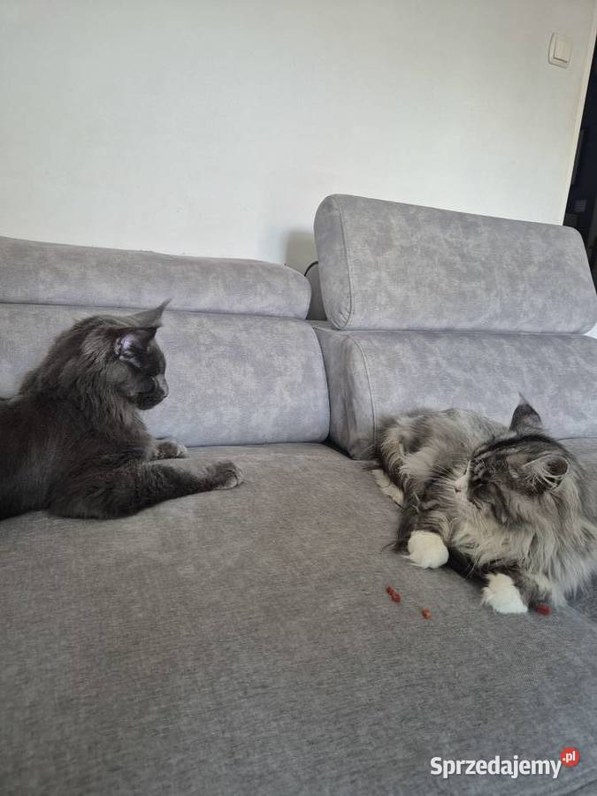 Maine coon kocórek