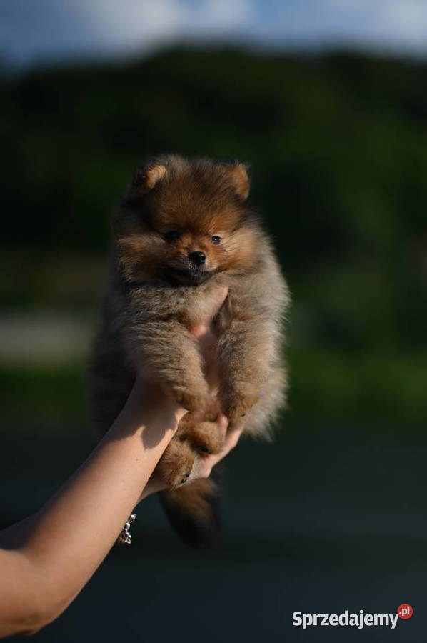 szpic miniaturowy pomeranian boo samiec fci małopolskie Nowy Sącz sprzedam