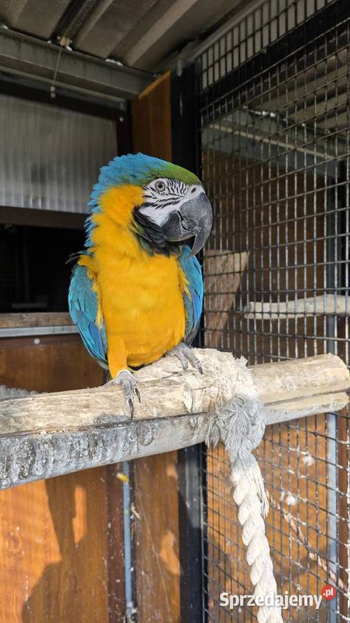 Ara Ararauna Ornontowice