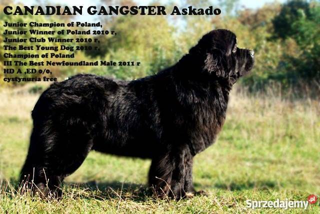 nowofundlandniufki z rodowodem FCI Krotoszyn