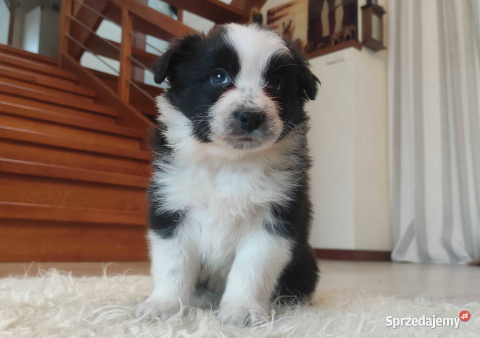 Rasowa suczka BORDER COLLIE z Hodowli pełną dok Kraków
