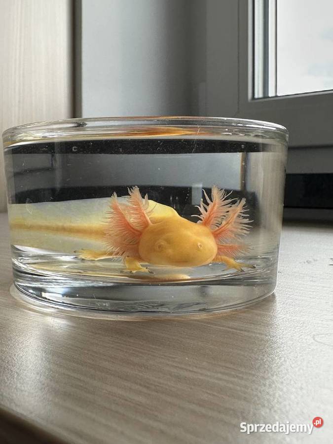 Aksolotl Salamandra Meksykańska wielkopolskie Kępno