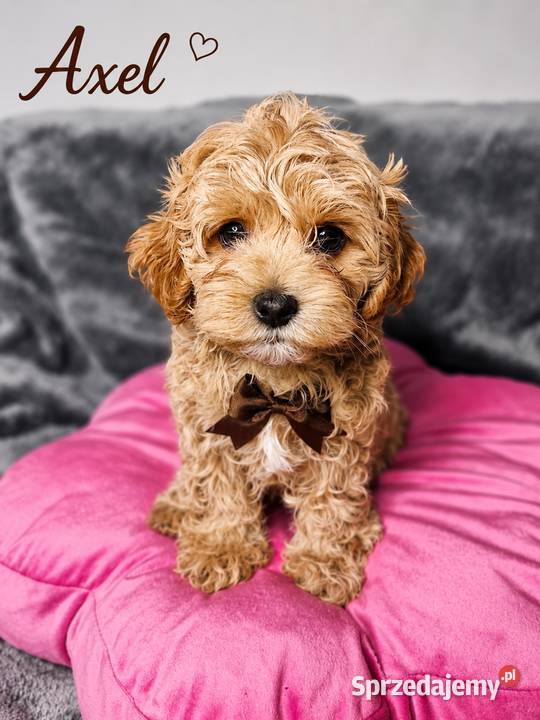 Maltipoo szczeniaki Warszawa