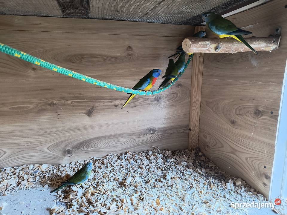 Łąkówki Wspaniałe Gniezno