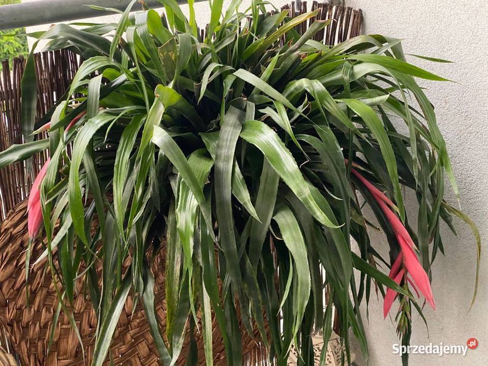 Bilbergia zwisła zwodnica dwie rozłożyste Zabierzów