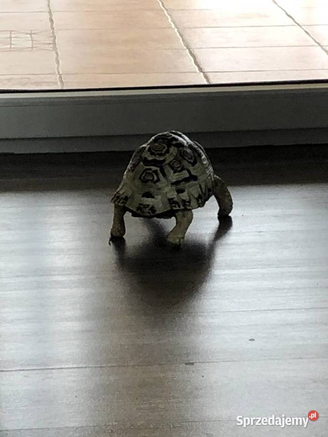 Żółw lamparci ok8 letni samiczka Gady i płazy lubelskie Lublin