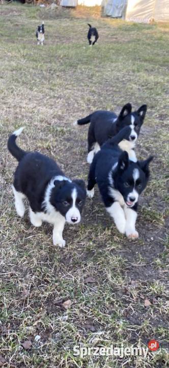 Szczeniaki border collie Biała Góra