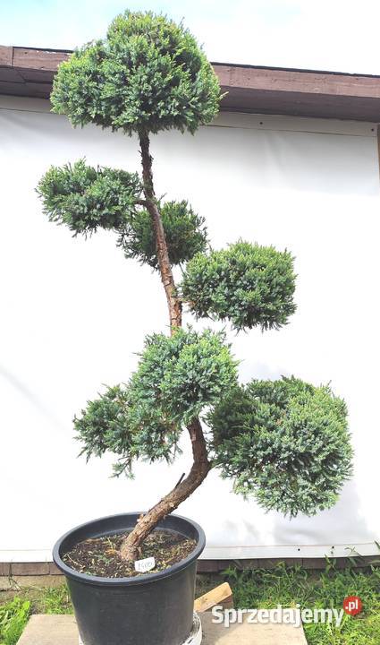 Bonsai Niwaki Jałowiec Holger Ogród Medynia Łańcucka sprzedam