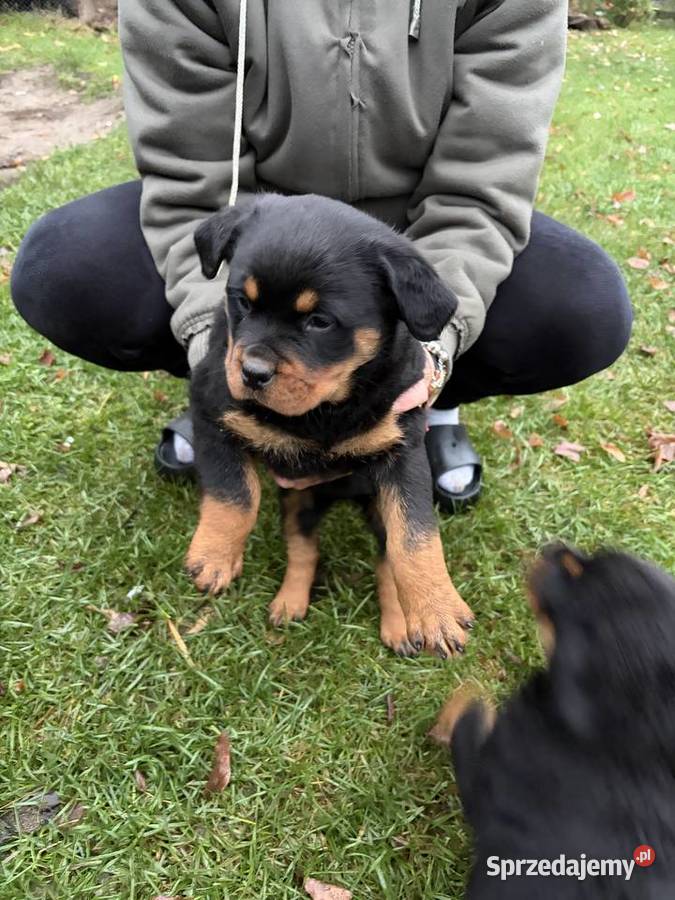 Szczeniaki rottweiler Łochów