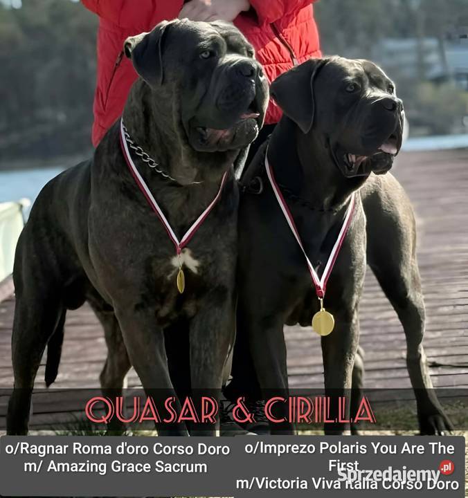 Cane Corso Ksin Fargo Fci Skępe sprzedam