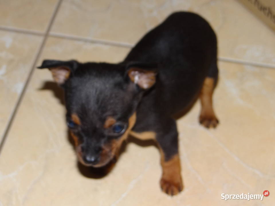 Ratlerek miniaturka piesek 8 tygodni Pozostałe Wierzbica